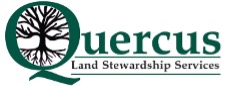 Quercus